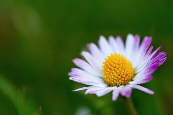 Jeden jediný sedmikráska květ makro snímek — Stock fotografie