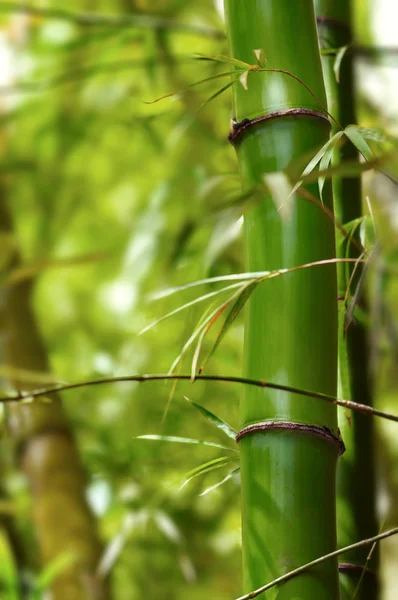 Avsnitt av grön bambu träd i skogen på nära håll — Stockfoto