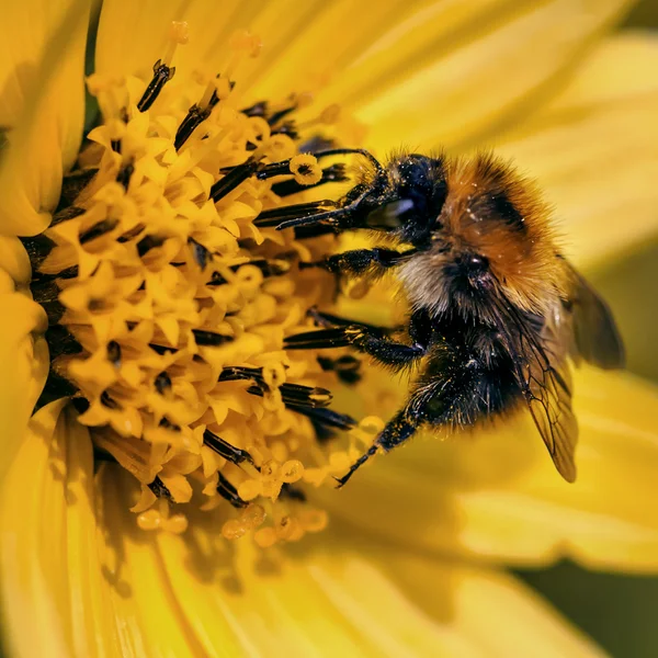 Bee pollinating yellow flower close-up macro — Stock Photo, Image