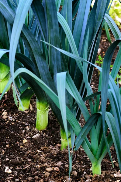 Organic leeks growing on compost soil home gardening — Stock Photo, Image