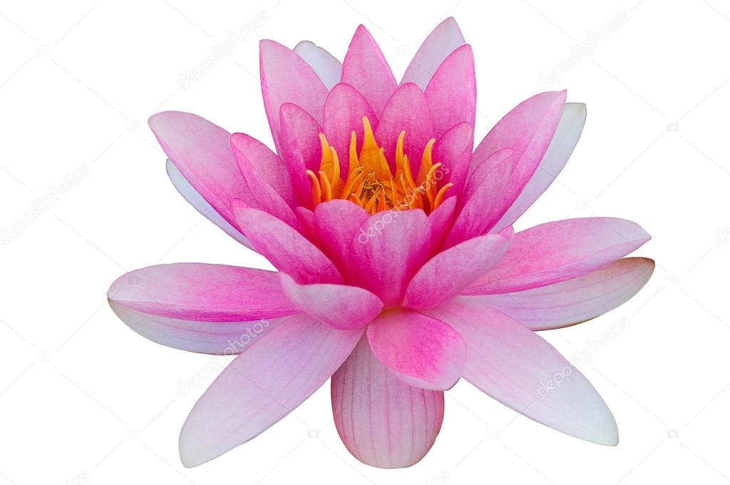Pink water lily white background clip art clipping path