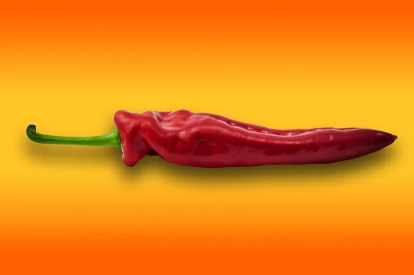 Single red paprika sweet pepper orange background clipping path — Stock Photo, Image