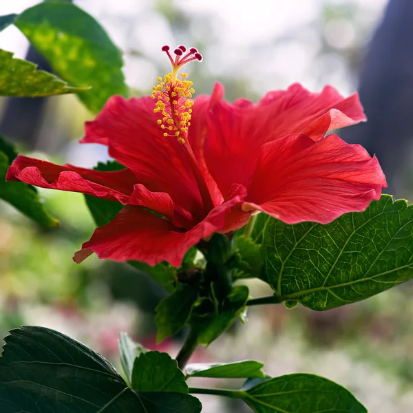 Hibiscus kırmızı çiçek kapatmak kadar tek bir kare — Stok fotoğraf