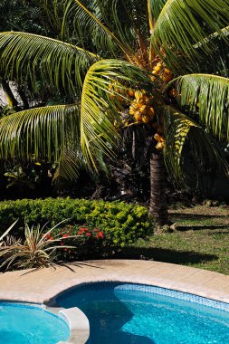 Hindistan cevizi ağacı öğlen dışarı Tobago içinde soğutma, havuzun yanında