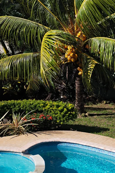 Árbol de coco junto a la piscina al mediodía relajándose en Tobago —  Fotos de Stock