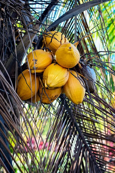 A YELLOW COCONUT TREE CLOSE UP WITH BUNCH OF COCONUTS — Stock Photo, Image