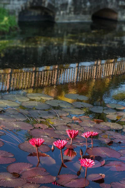 Staw z liliami i most Reflecion Tobago na zewnątrz natura — Zdjęcie stockowe