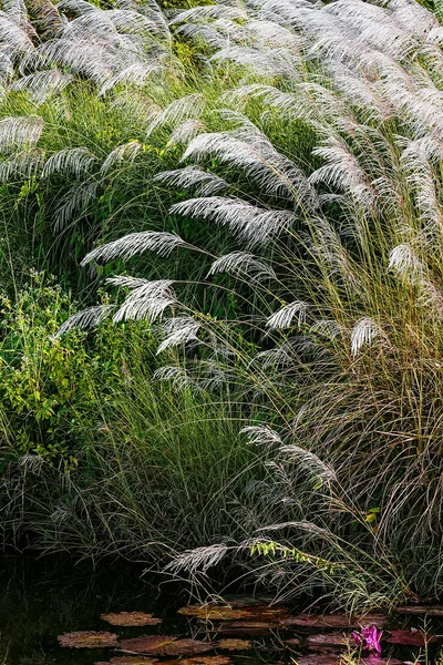 CARACTERÍSTICAS BRANCO PAMPAS GRASSE PLUMES RELAXING POND TOBAGO NATURE — Fotografia de Stock