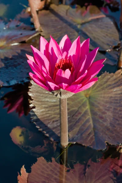 PROPÓSITO PINK TROPICAL WATER LILY TOBAGO NATURE — Fotografia de Stock