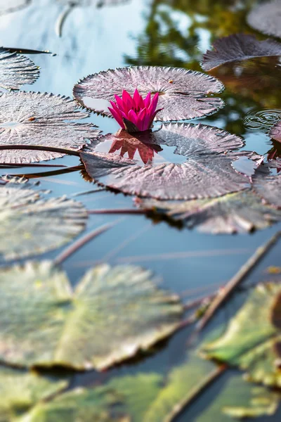 Single pink exotic water lily in tropical pond Tobago — Stock Photo, Image