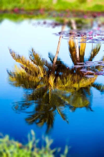 Reflejo de los cocoteros en el agua del estanque tropical Tobago —  Fotos de Stock