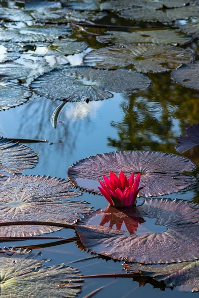 Lírio aquático exótico rosa único em lagoa tropical Tobago — Fotografia de Stock