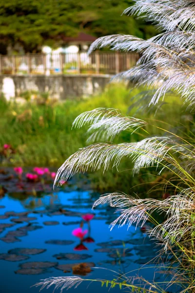 Avkopplande damm av liljor och högt gräs tobago natur — Stockfoto