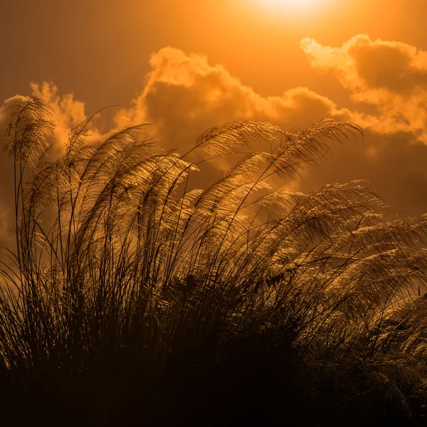 Pampas altas contra la brillante luz del sol del verano Tobago cuadrado —  Fotos de Stock