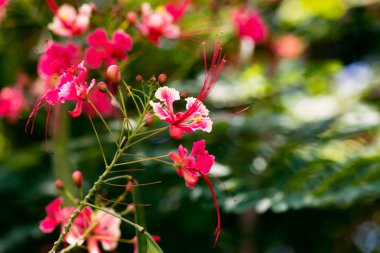 Caesalpinia pulcherrima kırmızı cennet kuşu çiçeği kapatmak Tobago