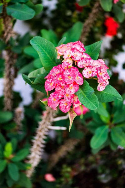 Euphorbia krona av törnen tropisk blomma — Stockfoto