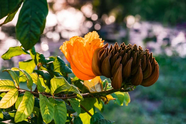 森トバゴ カリブ海の飾り、アフリカン チューリップ ツリーの花炎 — ストック写真