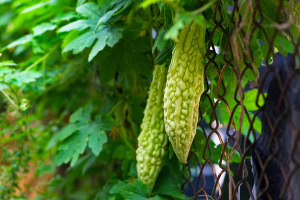 Karela caraili melão amargo contra cerca de arame jardinagem — Fotografia de Stock