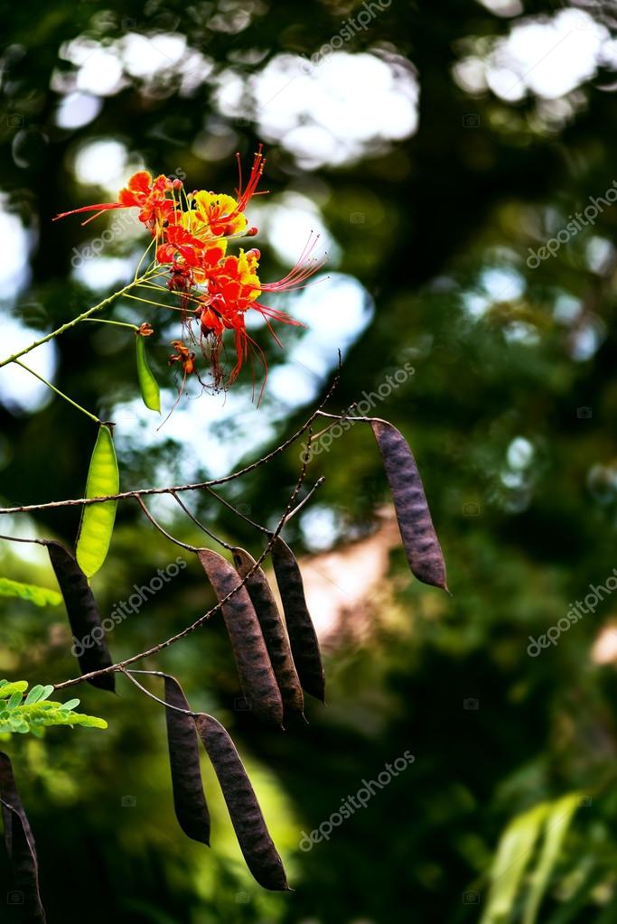 Fleur Oiseau Du Paradis Caesalpinia Dans Le Tobago Caraïbes