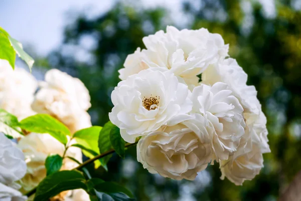 White roses on a branch in group outdoors garden Royalty Free Stock Photos