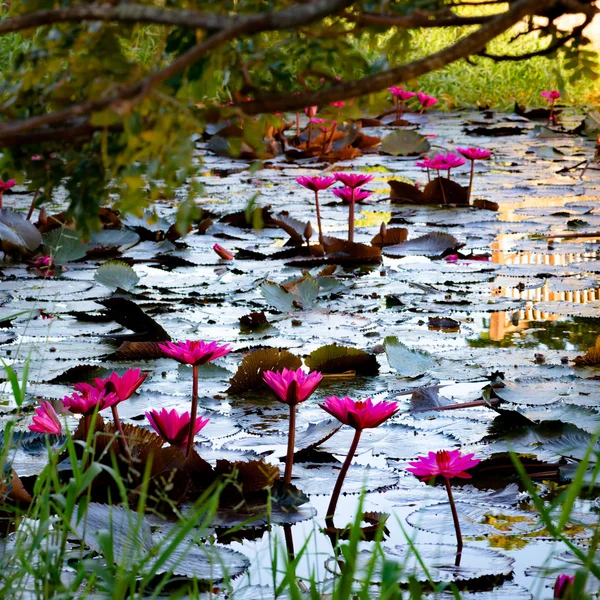 Lillies d'acqua rosa in uno stagno naturale a Trinidad e Tobago — Foto Stock