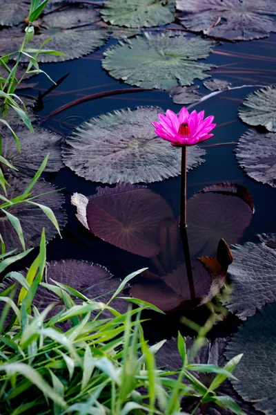 Lilli d'acqua rosa in un laghetto naturale a Trinidad e Tobago — Foto Stock