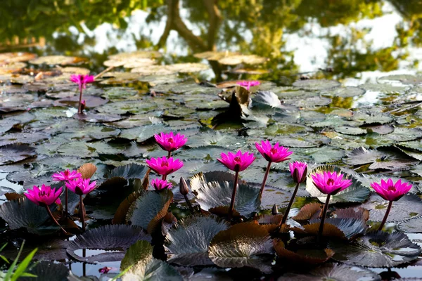 Lirios de agua rosada en un estanque natural en Trinidad y Tobago —  Fotos de Stock