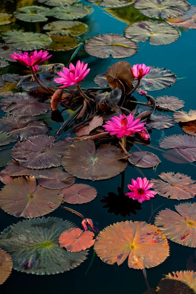 Lillies d'acqua rosa in uno stagno naturale a Trinidad e Tobago — Foto Stock