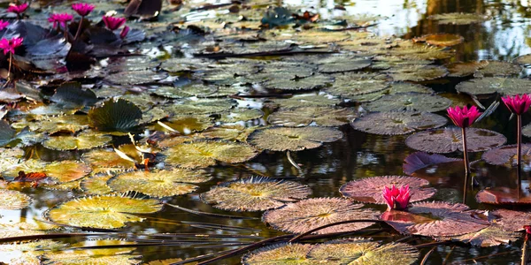 Lillies d'acqua rosa in uno stagno naturale a Trinidad e Tobago — Foto Stock