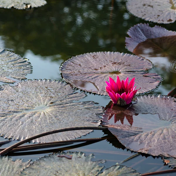 Lírios aquáticos exóticos cor-de-rosa na lagoa tropical Tobago square — Fotografia de Stock