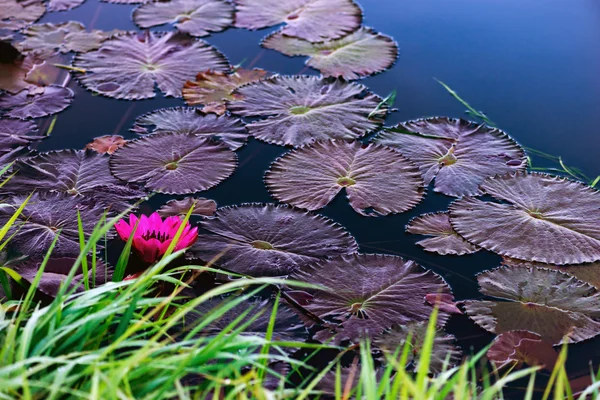 Lírio de água rosa em uma lagoa natural em Trinidad e Tobago — Fotografia de Stock