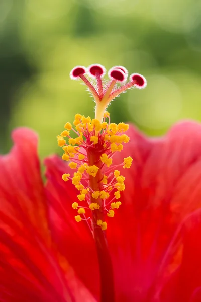 Hibiscus fiore rosso macro stami pistillo singolo centro tropicale — Foto Stock