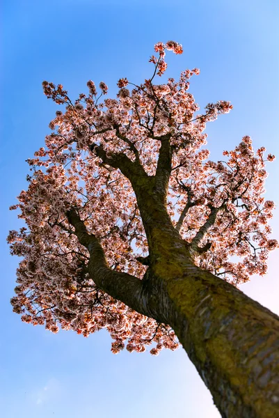 Flor de cerezo solo árbol ángulo de vista baja — Foto de Stock