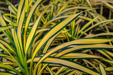 Parlak sarı kenarlı, koyu yeşil kenarlı yapraklar, sivri uçlu, canlı bir süsleme düzeninde sıkıca toplanır.
