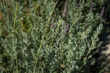 Çiçek açan lavanta yaprakları ince yeşil-gri yapraklardan yükselir ve yakın plan mor renkli kümeler sergilerler.