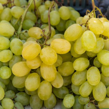 Taze, dolgun yeşil üzümler ince kahverengi gövdelerde sıkıca toplanmış açık yeşil ve sarımsı renklerde olgunluk sergiliyorlar.