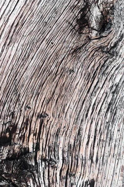 Timber wood detail macro old and dried hardwood texture — Stock Photo, Image