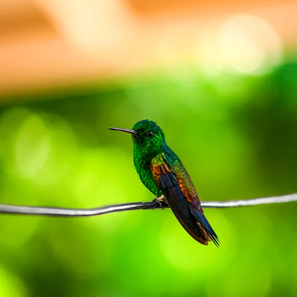 Pájaro tarareando descansando sobre un alambre Trinidad y Tobago — Foto de Stock