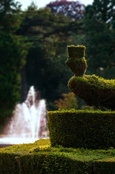 Peacock formade hedge topiary och vatten fontän utomhus trädgård park — Stockfoto
