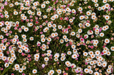 Papatyalar arka plan bahar büyük grup