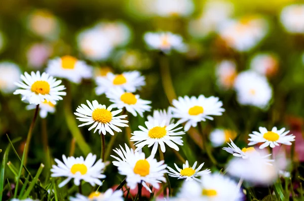 Weiße Gänseblümchen Nahaufnahme Gruppe Frühling Wildblumen — Stockfoto