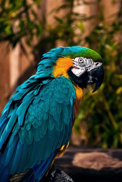 Синий зелёный оранжевый ара говорит портрет попугая крупным планом Стоковая Картинка