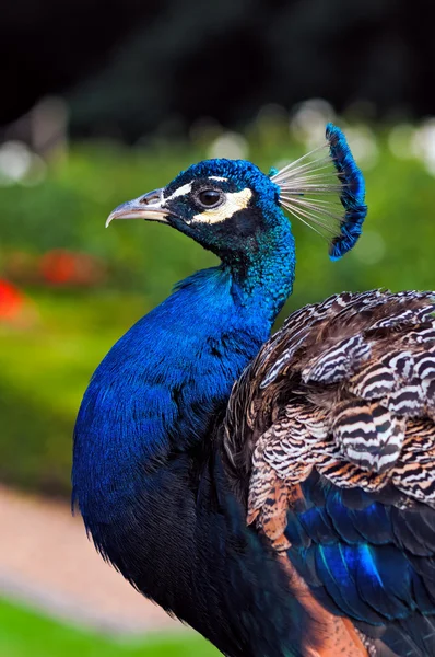 Peacock vista de perfil de cerca imagen jardín fondo vertical —  Fotos de Stock