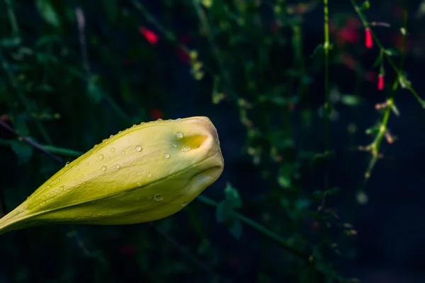 Solandra maxima taza de oro lirio hawaiano cerrado brote amarillo flor de la vid tropical —  Fotos de Stock