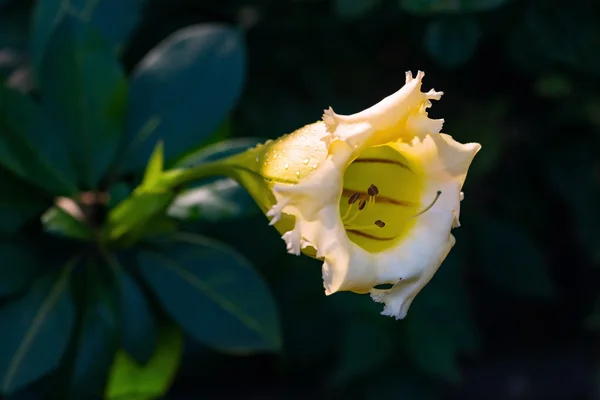 Solandra マキシマ カップ金ハワイ ユリの芽黄色の熱帯のつる植物の花開設 — ストック写真