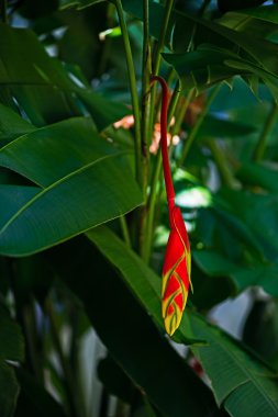 Istakoz pençe Heliconia rostrata tropikal çiçek parlak kırmızı sarı yeşil bitki flora Tobago Karayipler'de asılı