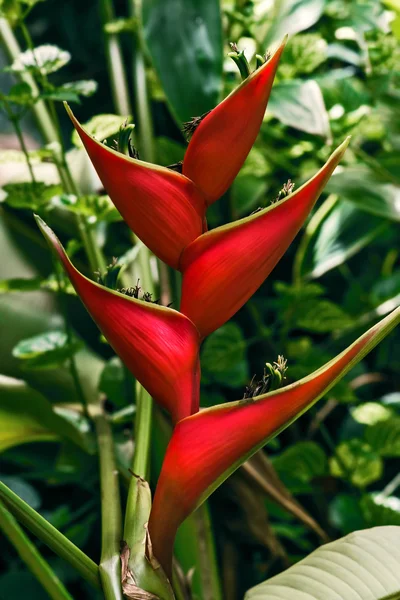 Upprättstående heliconia krabba hummer klo tropisk blomma i vilda Tobago djungeln — Stockfoto