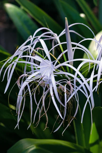 Lírio-aranha flor tropical branca em Tobago Caribe ornamental variegado hymenocallis Caribaea — Fotografia de Stock