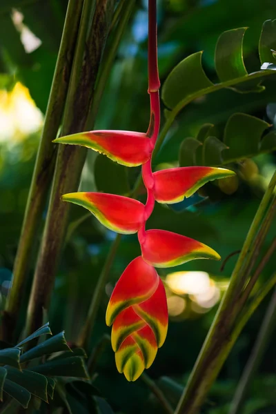 Opknoping lobster claw Heliconia rostrata tropische bloem helder rood geel groene plant flora in Tobago Caribisch gebied — Stockfoto