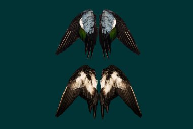 Kirpik gerçek ördek kanatlar deniz mavisi zemin üzerine geri açık melek dört iki çift izole